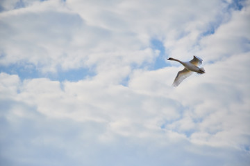 Lone goose with clouds in the background