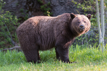 Grizzly bear in the wild