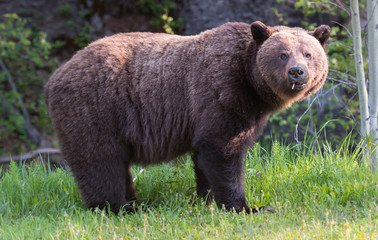 Fototapeta premium Grizzly bear in the wild