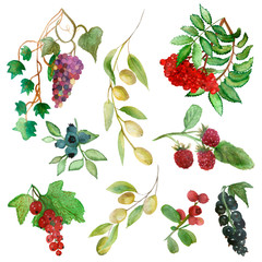 Watercolor hand painted nature collection with rather berries: raspberries, blueberries, currants, viburnum, grapes, olives set