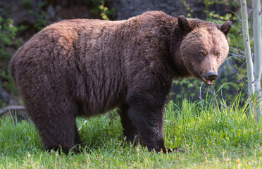 Grizzly bear in the wild