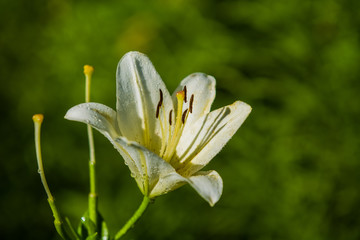 The big lily, white with yellow color, blossoms in a summer garden. Beautiful flowers. Monophonic background.