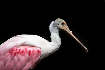 Roseate Spoonbill isolated on black background