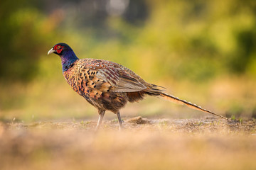 Common Pheasant