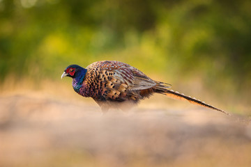 Common Pheasant