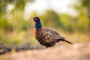 Common Pheasant