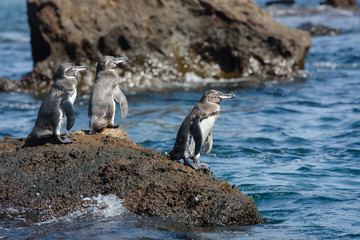 Group of Galapagos penguins on a rock in Santiago Island, Galapagos Island, Ecuador, South America.