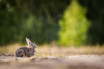 wild rabbit