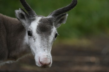 portrait of a reindeer