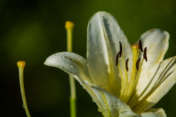 The big lily, white with yellow color, blossoms in a summer garden. Beautiful flowers. Monophonic background.