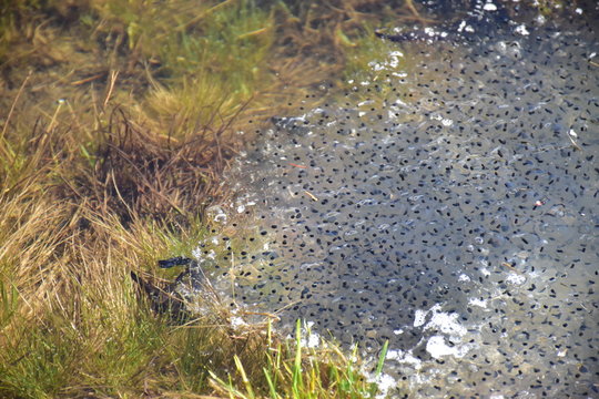 Laich Froschlaich