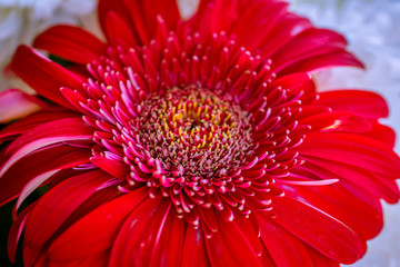Closeup of a beautiful red gerbera flower.