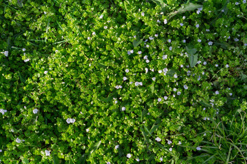 Obraz premium background of green leaves