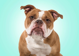 Portrait of an old english bulldog leaning forward and looking at the camera isolated on a blue...