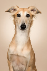 Portrait of a windsprite whippet looking at the camera on a beige colored background