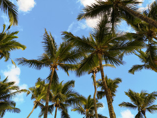 Naklejka na ściany i meble Coconut Palm tree with blue sky - Beautiful tropical background.
