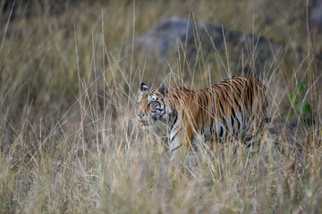 Fototapeta na wymiar During patrolling her territory, this Pregnant female tiger (panthera tigris) was stalking a prey in hide of long grass and camouflage her body at kanha national park, madhya pradesh, india 