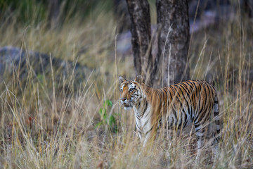 During patrolling her territory, this Pregnant female tiger (panthera tigris) was stalking a prey in hide of long grass and  camouflage her body at kanha national park, madhya pradesh, india  