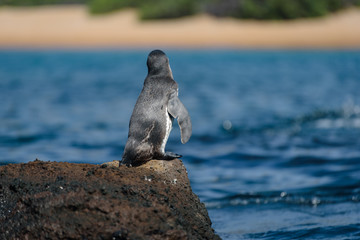 Fototapeta premium A Galapagos penguin on a rock in Santiago Island, Galapagos Island, Ecuador, South America.