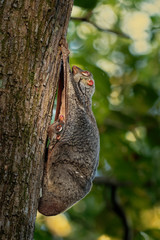 Sunda flying lemur - Galeopterus variegatus or Sunda colugo or Malayan flying lemur or Malayan colugo, found throughout Southeast Asia in Indonesia, Thailand, Malaysia, and Singapore