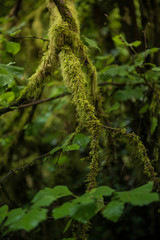 Moss Branch 