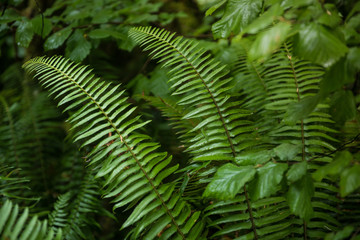 Fototapeta na wymiar fern plants