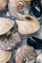 Raw shellfish in ice plate. Clams, mussels, shrimp in ice cubes with fresh lemon 