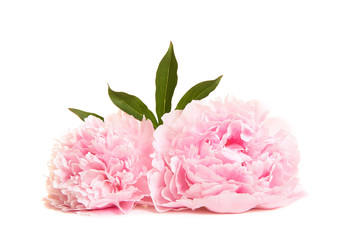 Two blooming pink peony flowers lying on a white background
