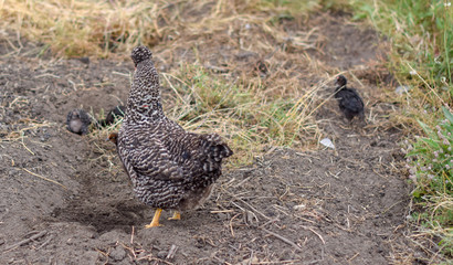 Hen and its chicks