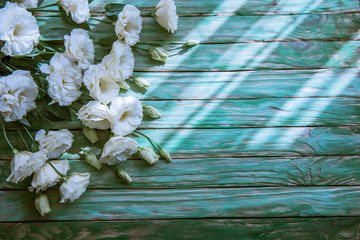 eustoma flowers on wooden background