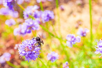 Purple flowers and a tiny bumble bee