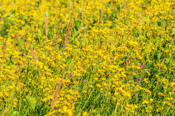Solidago yellow flowers on the meadow at day time.