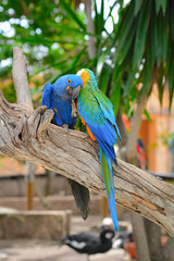 Blue parrots, colorful birds sitting on the branch.