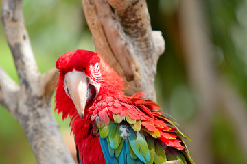 Red ara parrot, colorful macaw - birds sitting on the branch.