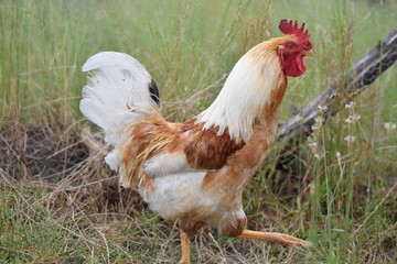 Rooster