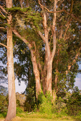 Santa Cruz Natural Bridges State Beach Landscapes