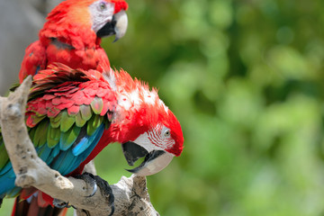Red ara parrot, colorful macaw - birds sitting on the branch.