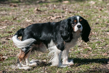 Cavalier King Charles Spaniel closeup in autumn park