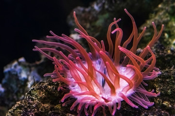 Red sea anemone with tentacles on a stone