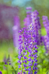 Vivid green and violet floral botanical natural background of coloful lupins
