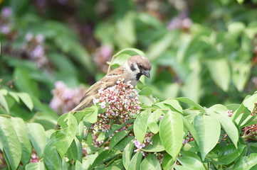 The sparrow is brown-gray