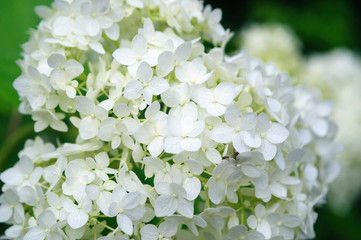 Beautiful white hydrangea flowers in the garden.