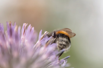 Distel Hummel summen fleissig Naturschutz