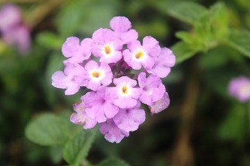 Fototapeta na wymiar beautiful flowers of purple Pentas lanceolata