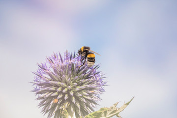 Distel Hummel summen fleissig Naturschutz
