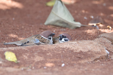 The sparrow is brown-gray