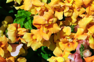 Yellow-orange flowers of antirrhinum in the garden.