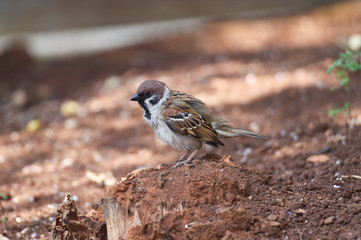 The sparrow is brown-gray