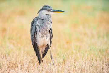 Grey heron standing in meadow with dry yellow grass.