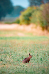 Hare sitting in summer meadow near bushes.